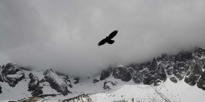从零到芯片：掌握P4可编程数据平面，重塑未来网络架构